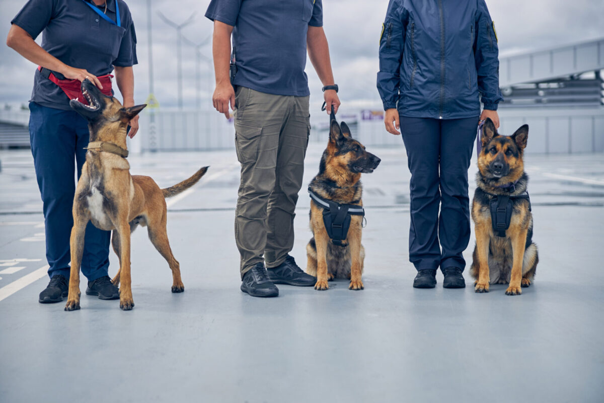 Security dogs