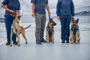 Malinois dog and two German Shepherd dogs sitting beside handlers at airport