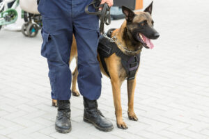 Malinois belgian shepherd guard the border. The border troops demonstrate the dog's ability to detect violations.