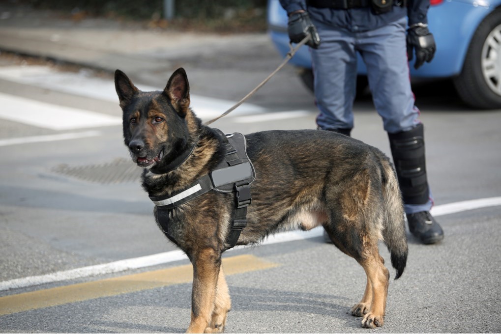 Vital Role of K9 Units in Safeguarding Florida
