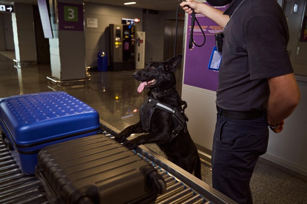 Navigating Cargo Security | K9 Screening Services vs. Screening Equipment in Florida