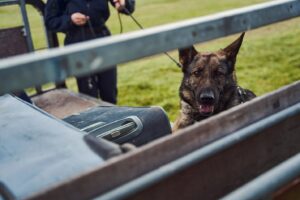 Unveiling the Canine Guardians | K9 Security Training for Cargo Screening in Florida