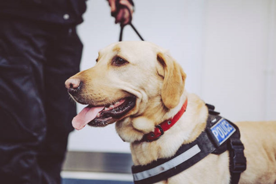 Using Canines to Address School Violence