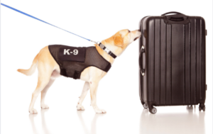 Unveiling the Power of K9 Cargo Screening Services in Florida