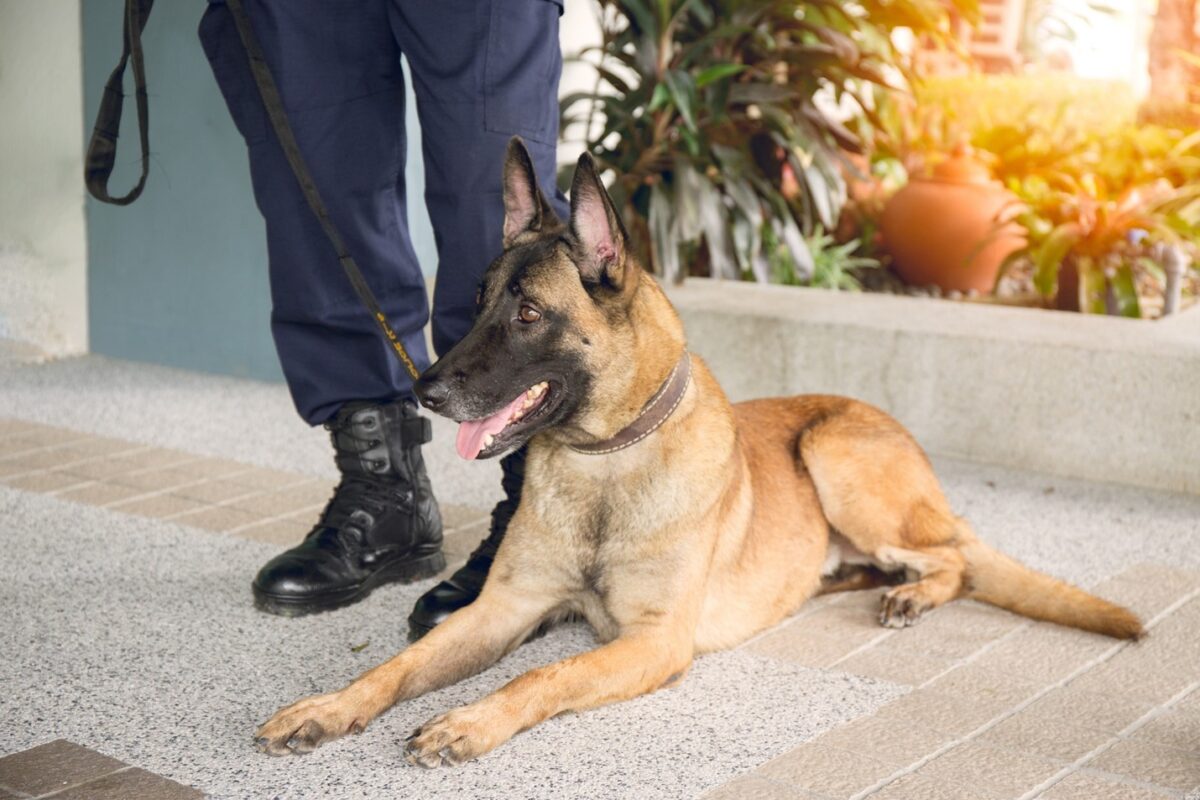 The Advantages of K9s in Florida Schools