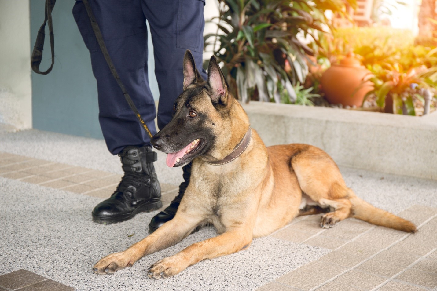 Enhancing School Security | The Advantages of K9s in Florida Schools